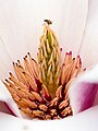 * Nomination Mealybug (Anthrenus verbasci) on a magnolia blossom --Ermell 05:28, 3 April 2024 (UTC) * Promotion  Support Good quality. --GoldenArtists 18:46, 3 April 2024 (UTC)