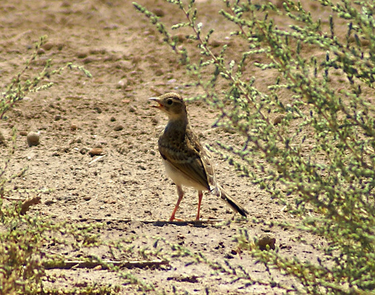 File:Anthus campestris.jpg