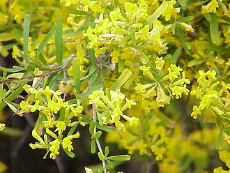 Close-up of flowers and leaves Anthyllis hermanniae1.jpg