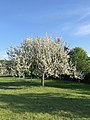 Apfelblüte im Kirdorfer Feld.jpg