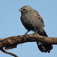 Apostelvogel - Bimbi.jpg