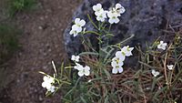 Arabidopsis petraea