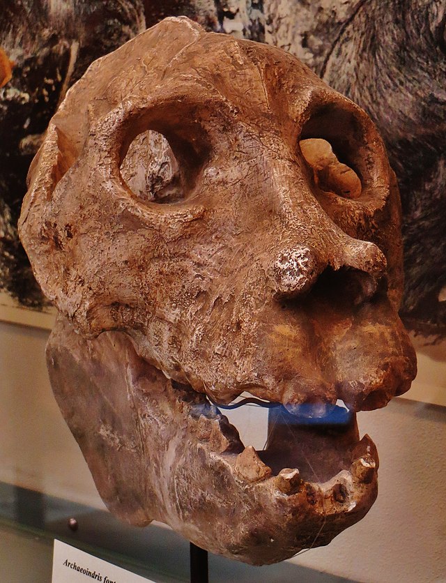 gigantopithecus blacki skull