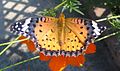 Female Indian fritillary