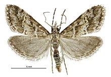 Аргирия с.л. strophaea male.jpg