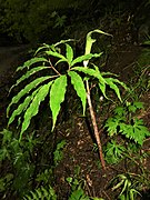 Arisaema angustatum