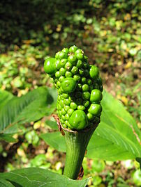 Arisaema serratum 4.jpg