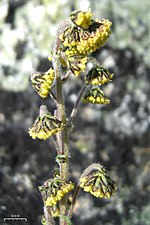 Miniatuur voor Artemisia norvegica