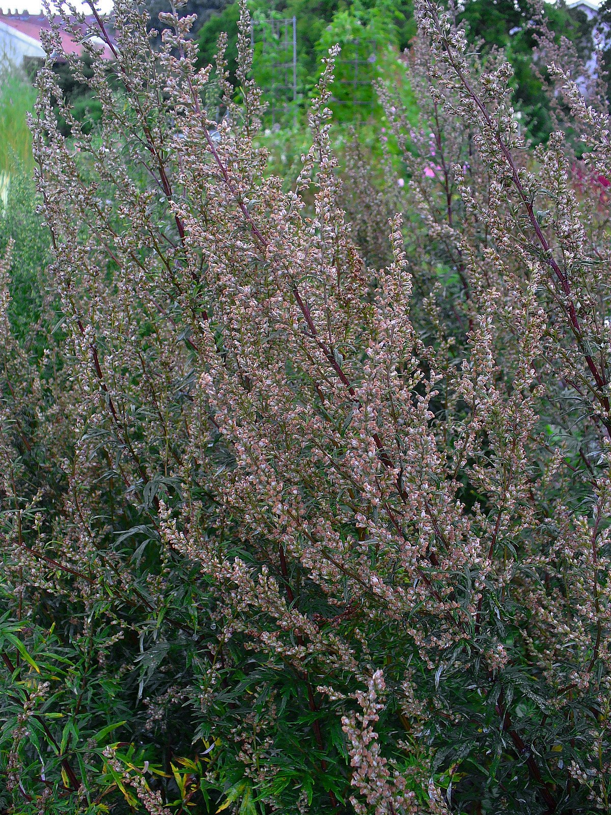 Artemisia vulgaris 001.JPG