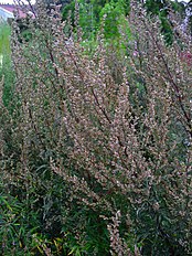 Artemisia vulgaris 001.JPG