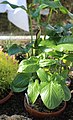 Arum hygrophilumBotanischer Garten München-Nymphenburg