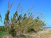 Arundo donax 002.JPG