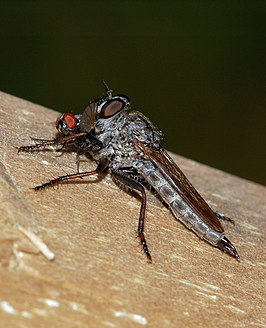 Tolmerus pyragra