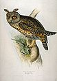 John Gould, Waldohreule, Lithografie, 19. Jh.