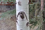 Thumbnail for File:Aspen tree 3.jpg