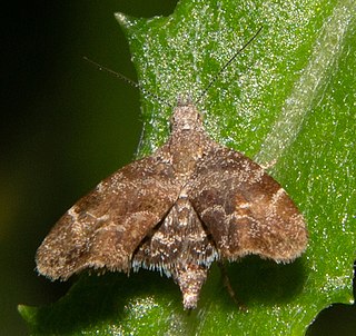 <i>Asterivora combinatana</i> Species of moth