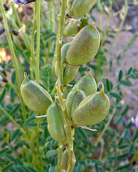 File:Astragalus preussii var laxiflorus 5.jpg