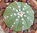 Astrophytum asterias, Sea Urchin Cactus, Sand Dollar Cactus