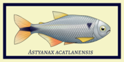 Thumbnail for Astyanax acatlanensis