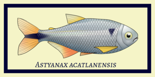 <i>Astyanax acatlanensis</i> Species of fish