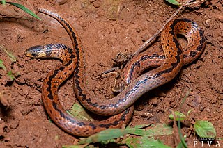 <i>Atractus paraguayensis</i> Species of snake