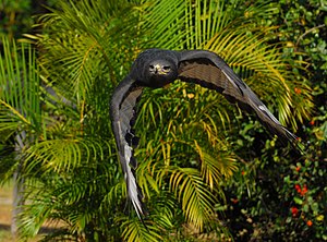 Aŭgurista Buteo en flight.jpg