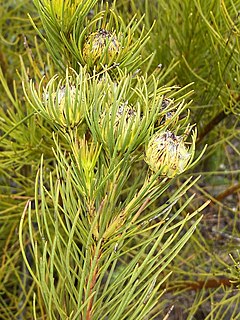 <i>Aulax pallasia</i> Flowering shrub from South Africa