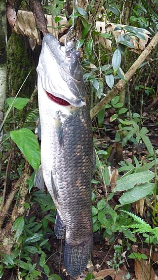 <i>Hoplias aimara</i> Species of fish