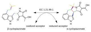 <span class="mw-page-title-main">Beta-cyclopiazonate dehydrogenase</span>