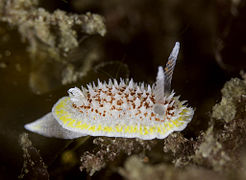 Diaphorodoris luteocincta