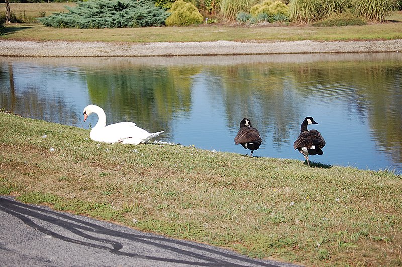 File:BGSU Firelands 2 011 (4410406311).jpg