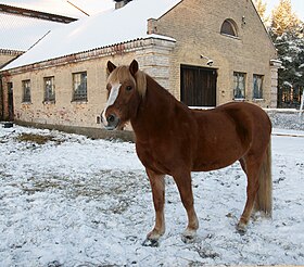 rood paard in de sneeuw voor een huis