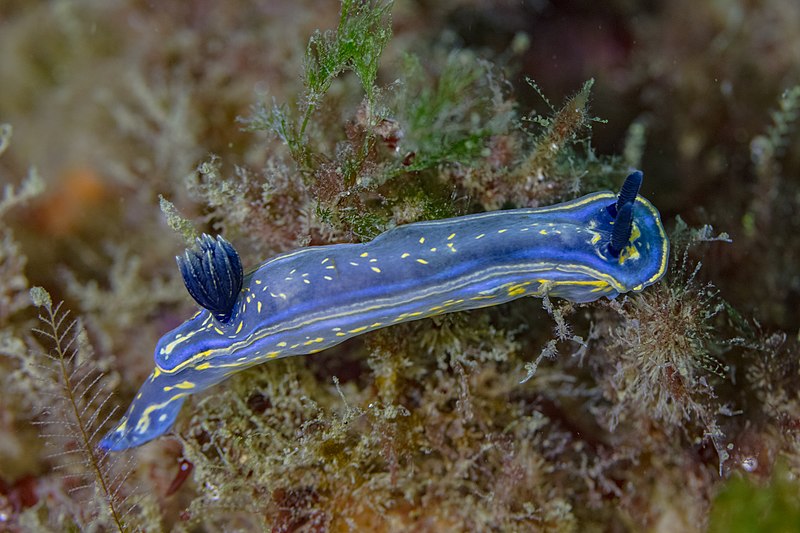 File:Babosa de mar (Felimare cantabrica), Parque natural de la Arrábida, Portugal, 2022-07-22, DD 26.jpg