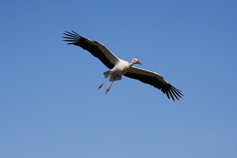 File:Bal des Oiseaux Fantomes 60 - White Stork in Flight 3.jpg