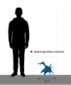 Balaenognathus size chart