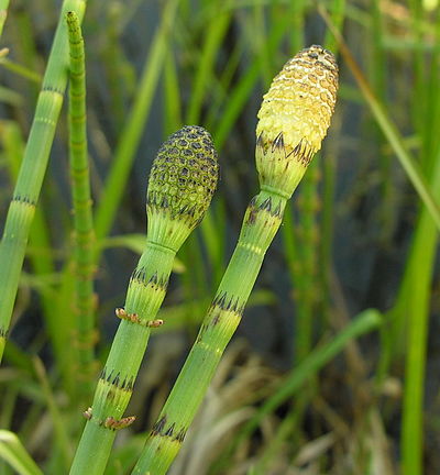 Хвощ водное растение. Хвощ Речной (Equisetum fluviatile). Хвощ топяной. Хвощ Озерный. Хвощ Приречный (Equisetum fluviatile l.) куст.