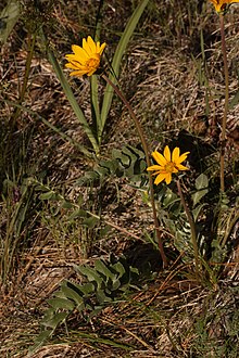 Balsamorhiza sericea 4768.JPG