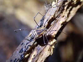 Bandona boninensis