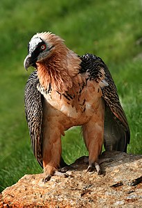 Gypaetus barbatus (Bearded Vulture)