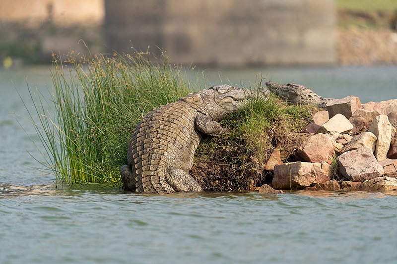 File:Basking muggers (51912293010).jpg