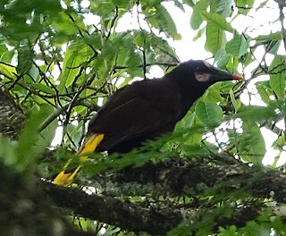 <span class="mw-page-title-main">Baudó oropendola</span> Species of bird