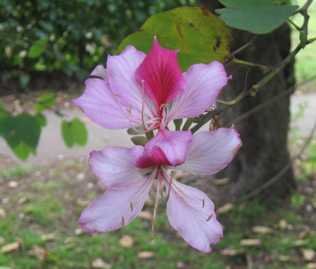 Bauhinia variegata