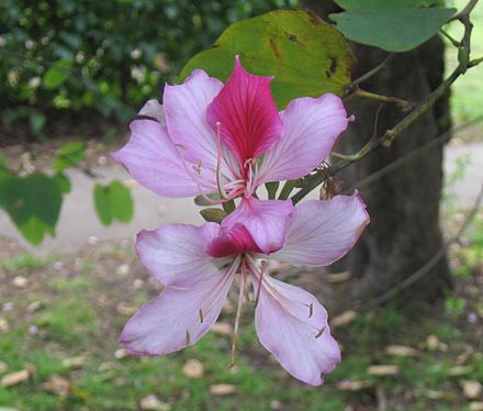 Баухиния. Баухиния орхидейное. Баухиния пестрая. Bauhinia variegata (Баухиния пестрая). Цветок Баухиния орхидейное дерево.
