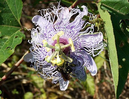 Passiflora incarnata