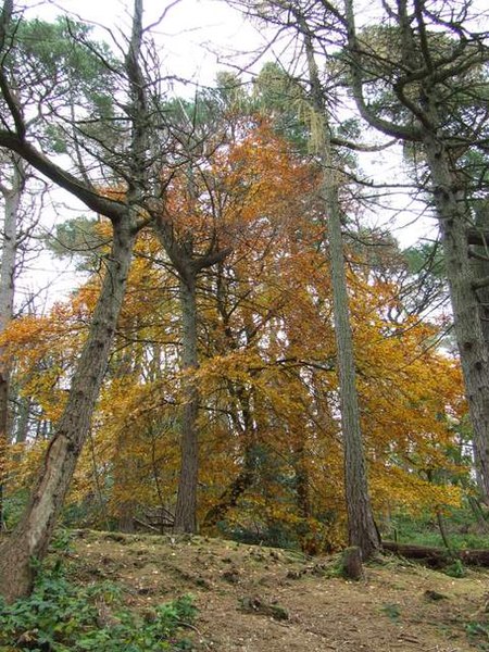 File:Beech tree at Cliff Terrace Road - geograph.org.uk - 1039801.jpg