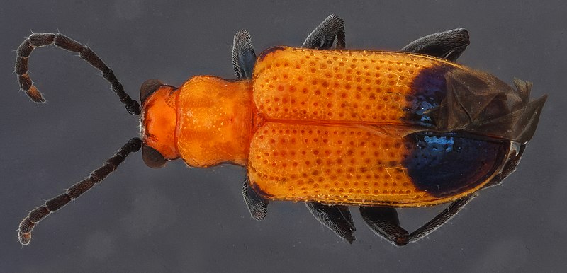 File:Beetle 2 black background, U, back, Dominican Republic 2012-12-14-14.49.54 ZS PMax (8292127455).jpg