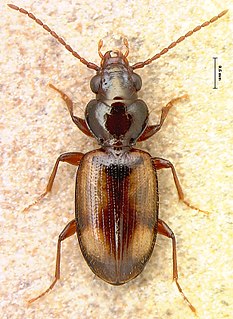 <i>Bembidion constricticolle</i> Species of beetle