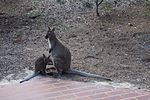 Thumbnail for File:Bennett's Wallaby and Joey - Flickr - brewbooks (2).jpg