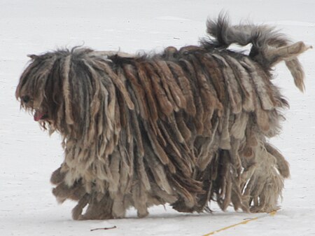 Anjing gembala Bergamo