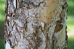 Thumbnail for File:Betula nigra Heritage 8zz.jpg